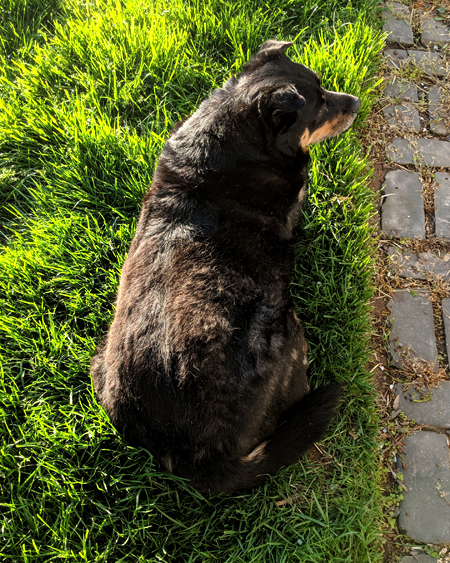 image of Zelda the Black and Tan Mutt lying in the grass in the backyard, seen from above, her coat getting all fuzzy as she is about to commence a major shed