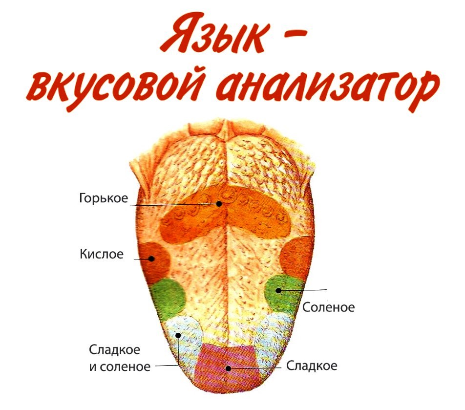 Какой участок языка воспринимает