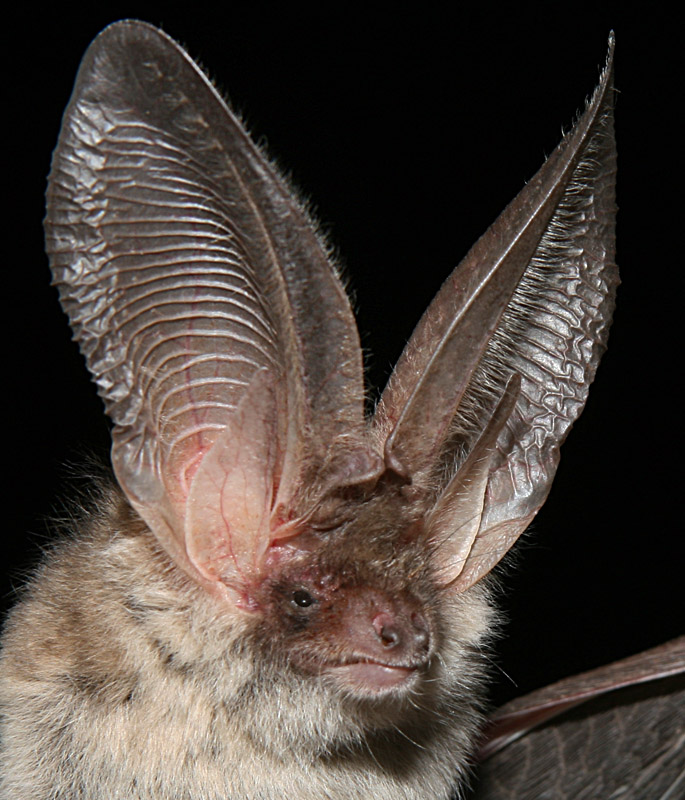 Nocny Łowca Ładne uszy mam