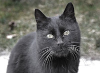 Panzer the cat