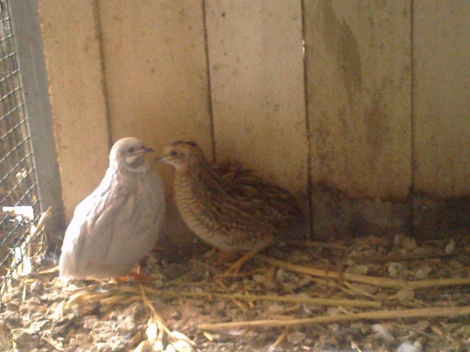 Animais Always: Codornizes da China/Anãs