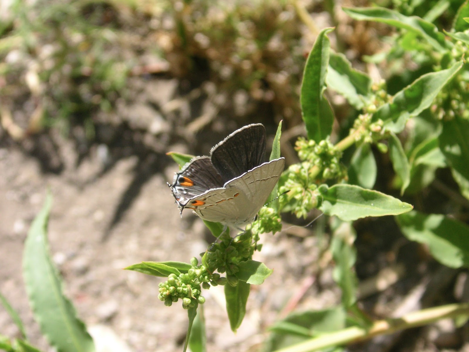 Nature ID gray hairstreak 05/31/13 Hatton Canyon