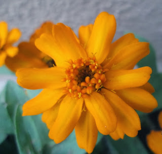 Zinnia's colorful bloom