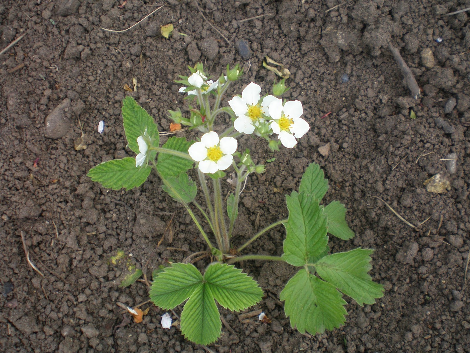 сон кусты клубники. земляника садовая куст. куст клубники. сон кусты клубники. земляника садовая куст.