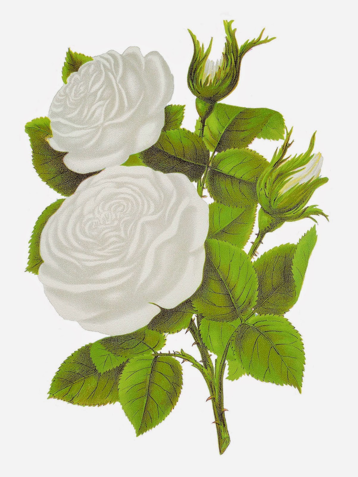 white roses clipart - photo #9