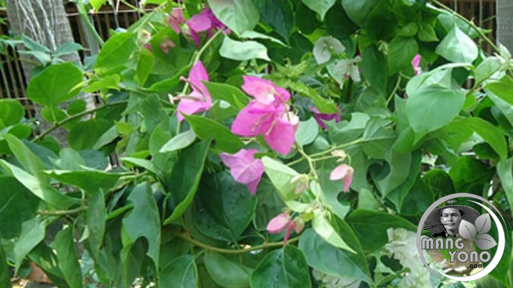 Mitos Bunga Bugenvil Didepan Rumah Dan Jodoh