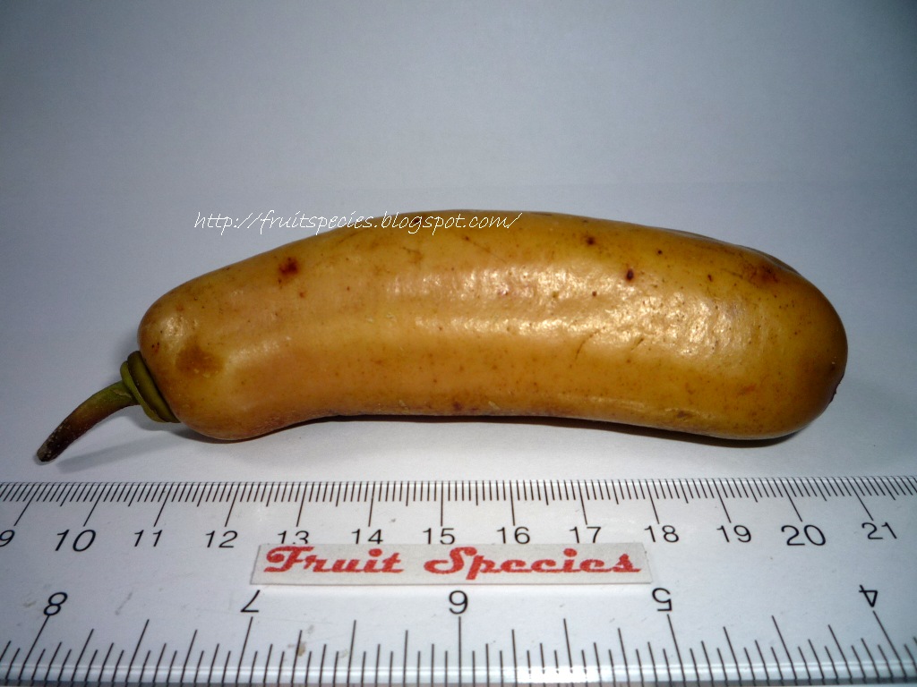 Fruit Species CANDLE TREE