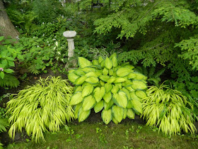 Hakonechloa macra Aureola Japanese Forest Grass in a Toronto shade garden by garden muses-a Toronto gardening blog