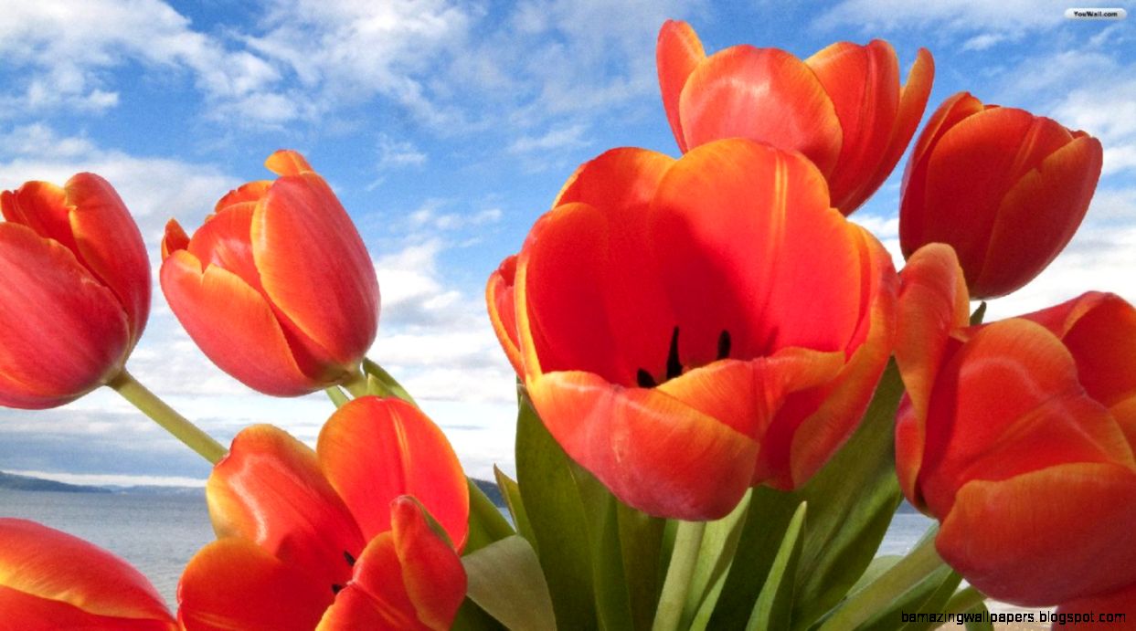 Beautiful Red Flower