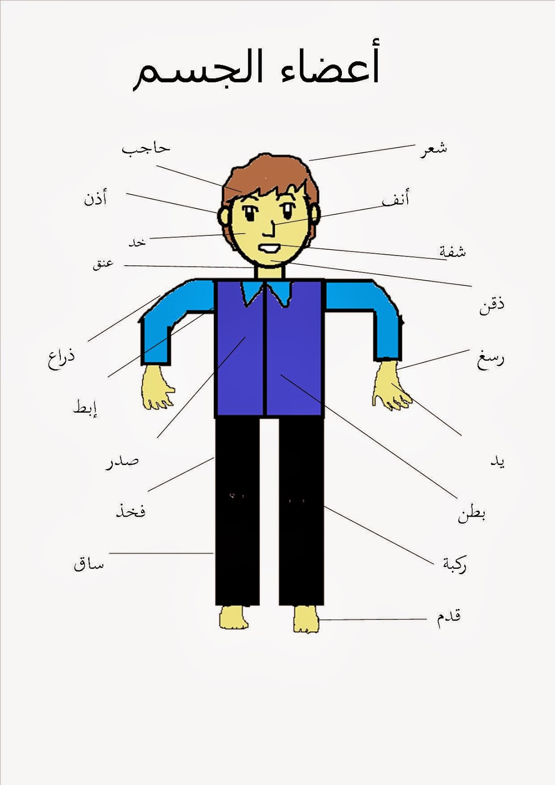 رسم اعضاء الجسم