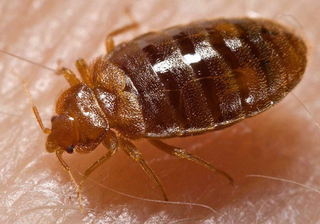 حشرات طبيه بق الفراش Medical Entomology Bed Bugs