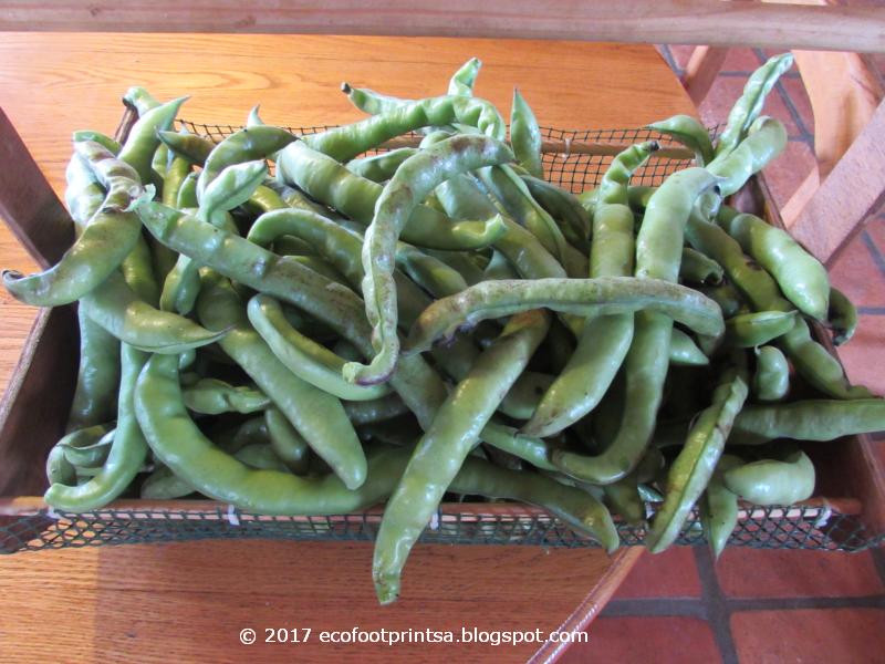 Eco Footprint South Africa Pickled broad beans (fava beans)