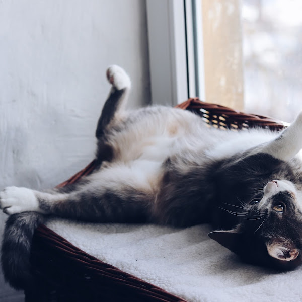 Aasta kassiga (peaaegu)