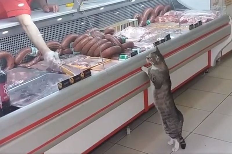 Μια γατούλα στην Τουρκία είναι ο καλύτερος πελάτης σε ένα κρεοπωλείο (βίντεο)