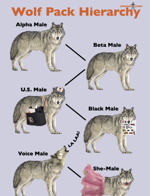 Image Result For Wolf Pack Hierarchy Wolf Wolf Pack Wolf Stuff | Hot ...