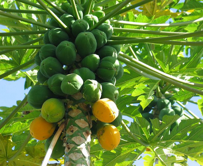 crop of papaya