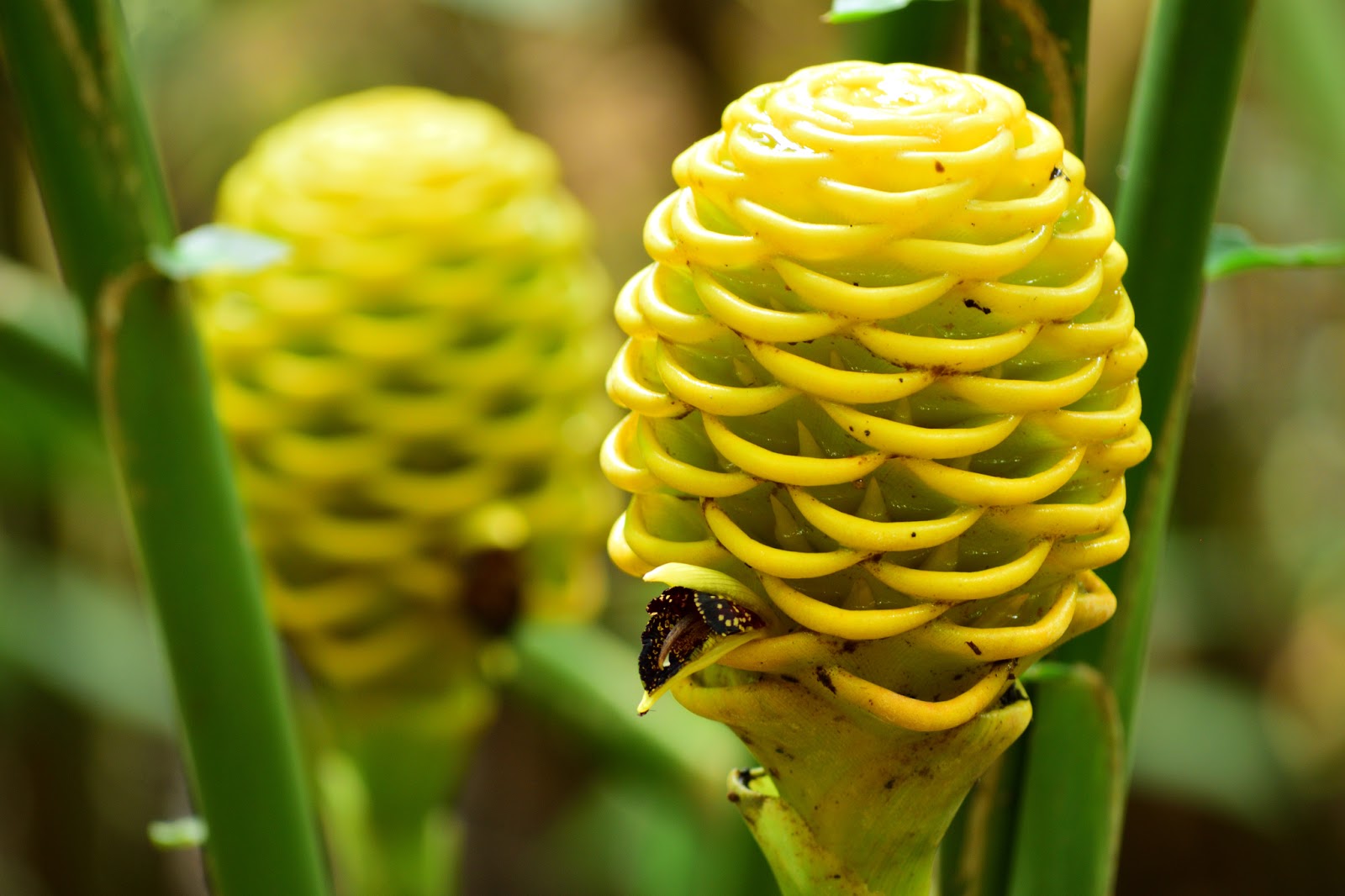 Maraca Flowers Bloom