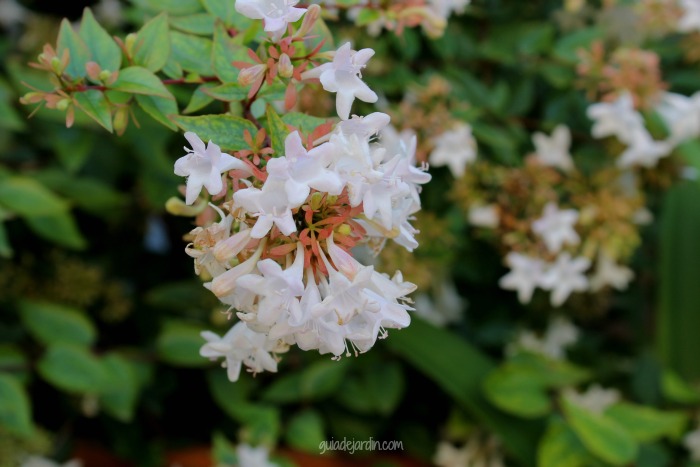 Abelia grandiflora Abelia grandiflora