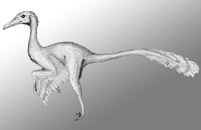 Dinosaur info Buitreraptor