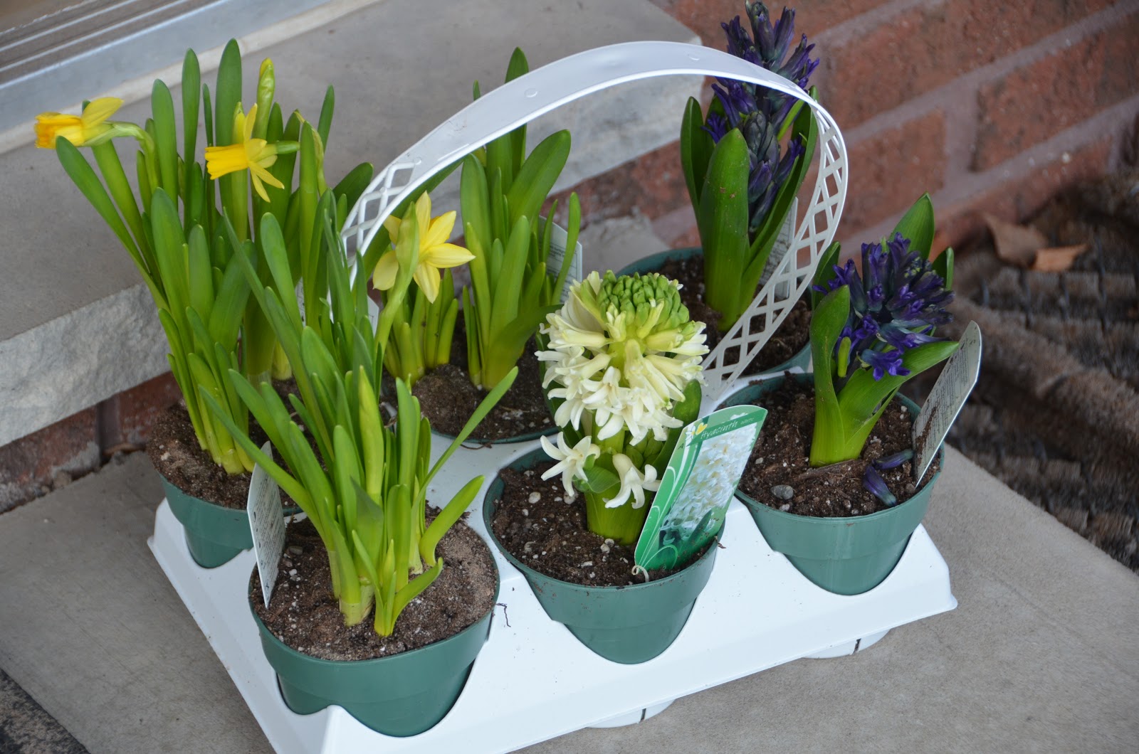 Meredith's Garden Blog My Costco Plants April Bulbs