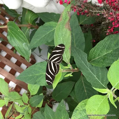 Zebra Longwing butterfly in Conservatory of Flowers in San Francisco, California
