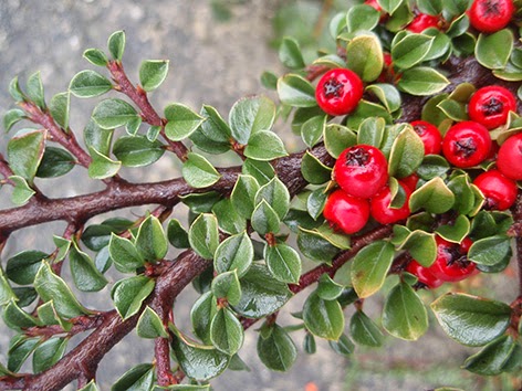 Hojas y frutos del Cotoneaster horizontalis