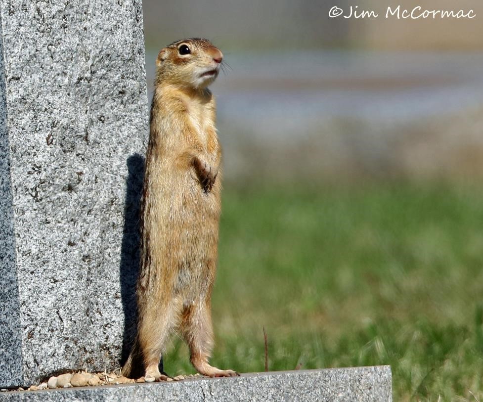 Ohio Birds and Biodiversity Thirteenlined Ground Squirrels!