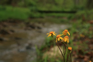 photo of golden ragwort