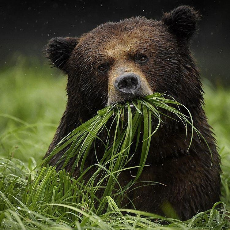 Sally and Sam Grizzly bear is a vegetarian.