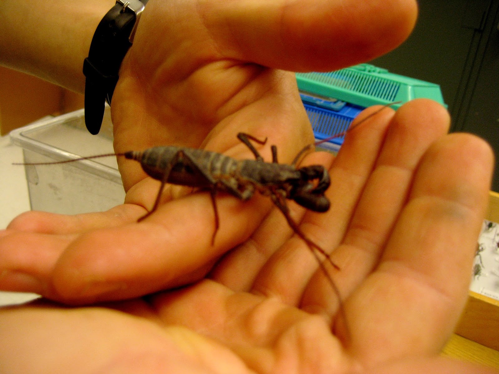 Living Rootless Las Cruces, New Mexico Arthropod Museum
