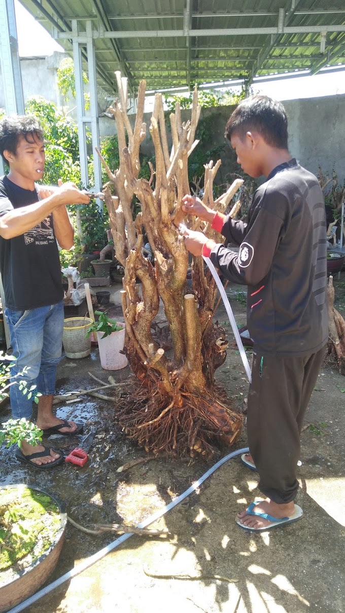PERALATAN PENTING BONSAI 