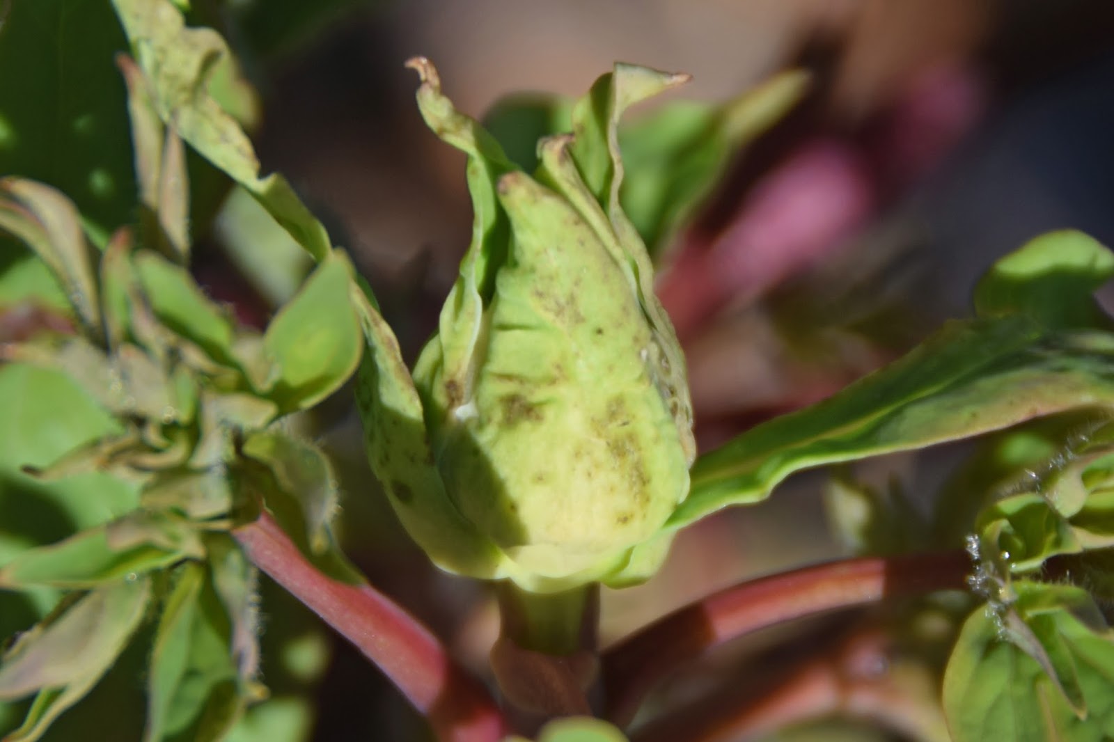 Southern Peony 2018 Cold Damage Tree Peony 'Lavender Hill'