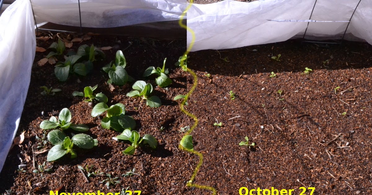 Lazy Gardening How Do Frost Cloth Covers Trap Heat?