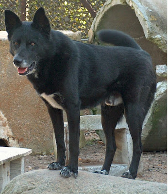 alt=" perro de canaan de color negro"