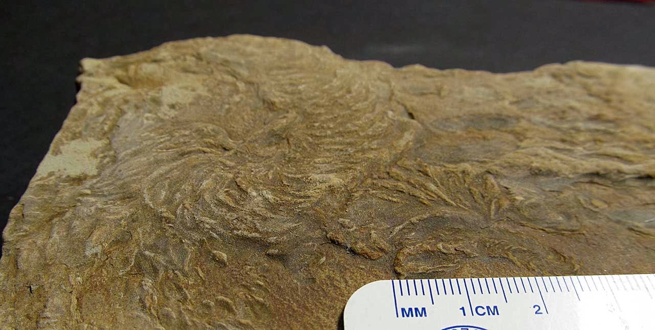 Louisville Fossils and Beyond Trace Fossils from Carboniferous