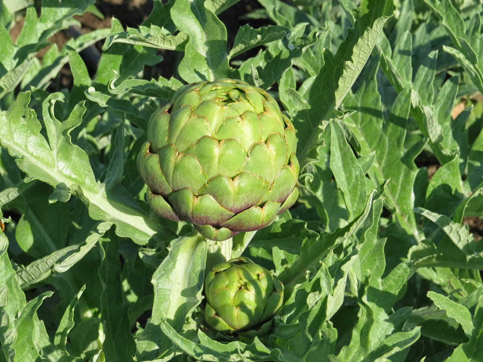 Susan's In the Garden Growing artichokes in your garden