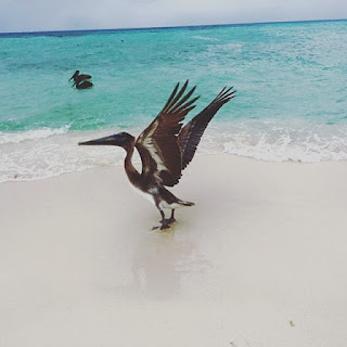 Remax Vip Belize: Crazy pelicans
