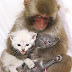 Monyet Memperlakukan Anak Kucing Sebagai Boneka