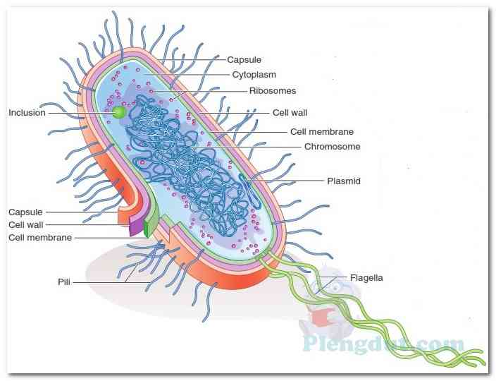 Строение прокариотической клетки. Капсула клетки бактерии. Prokaryotic Cell. CRISPR В прокариотической клетке выполняет функцию. Цитоплазма прокариотическая клетка