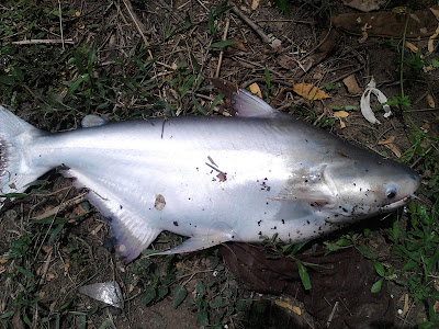 Chao Phraya Catfish - Chao Phraya Wels (Haiwels) Thailand