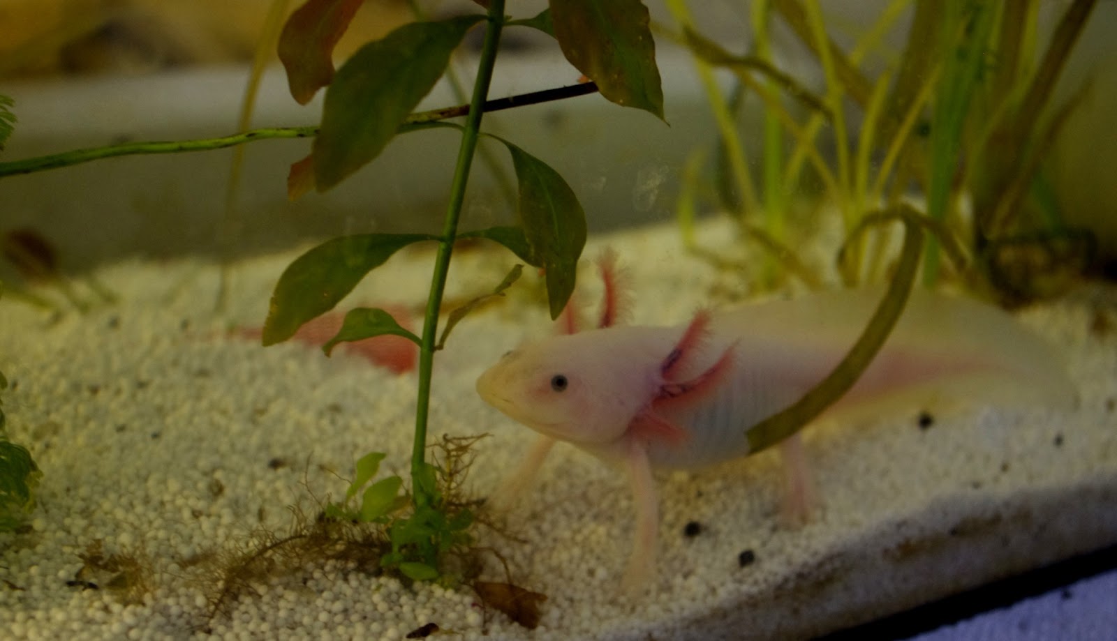 Axolotl