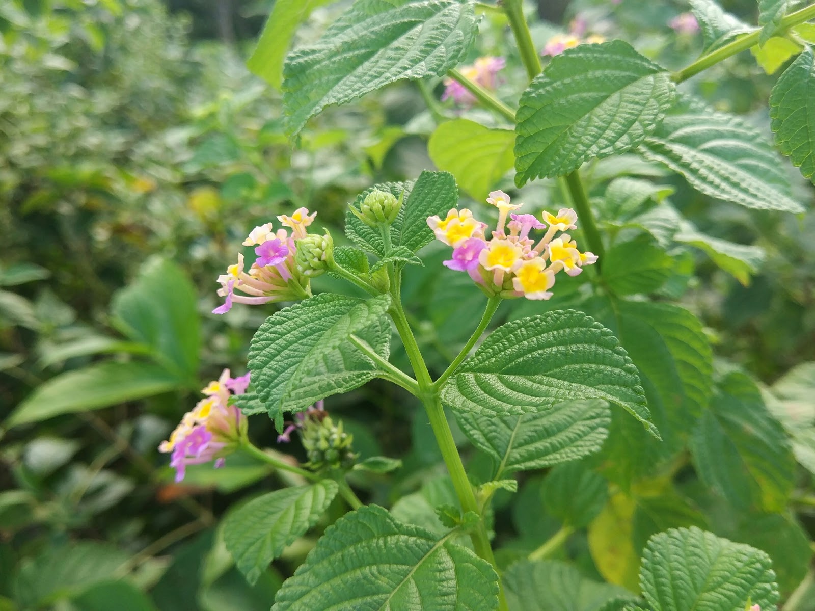 Bangladesh In My Eyes: Fowers of Bangladesh