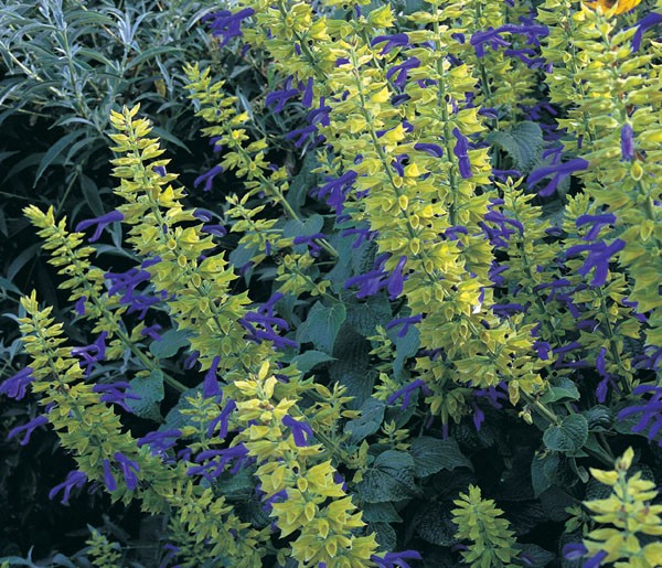 Gardening with the Clouds morningsun herb farm, vacaville