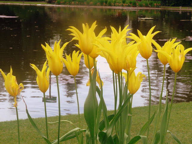 yellow tulips by water