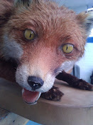 Stuffed Fox at Carlisle United