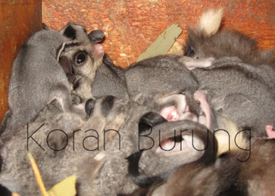 Tentang Sugar Glider Dan Hibernasi/Tidur Selama Waktu Tertentu Pada Musim Dingin Sugar Glider Dan Hibernasi atau Hibernation in Sugar Glider Tentang Sugar Glider Dan Hibernasi/Tidur Selama Waktu Tertentu Pada Musim Dingin