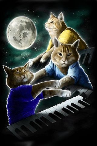 three keyboard cat moon funny iphone wallpapers 5s 5c 6