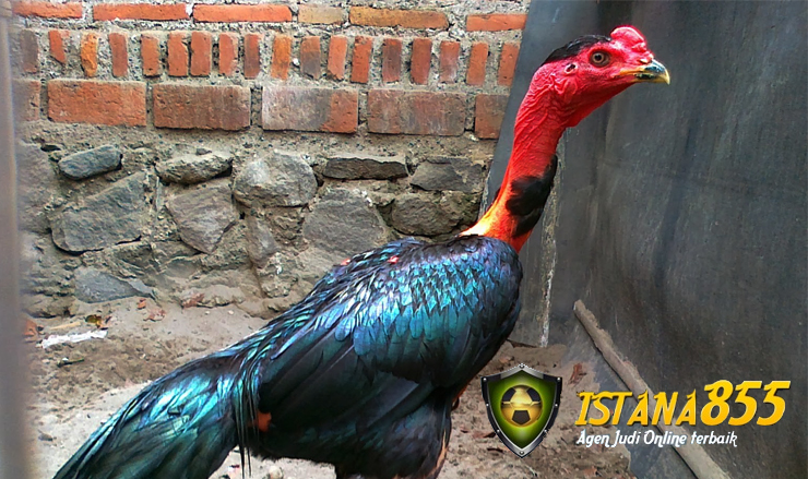 87 Gambar Ayam Vietnam Aduan Kekinian 87 Gambar Ayam Vietnam Aduan Kekinian