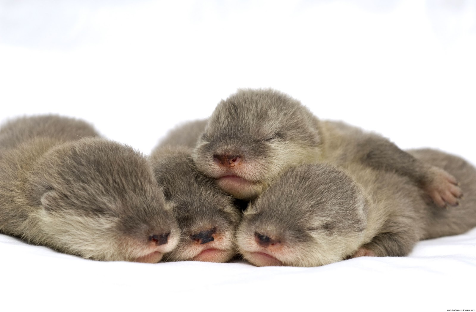 Cute Otter Sea Baby Animals
