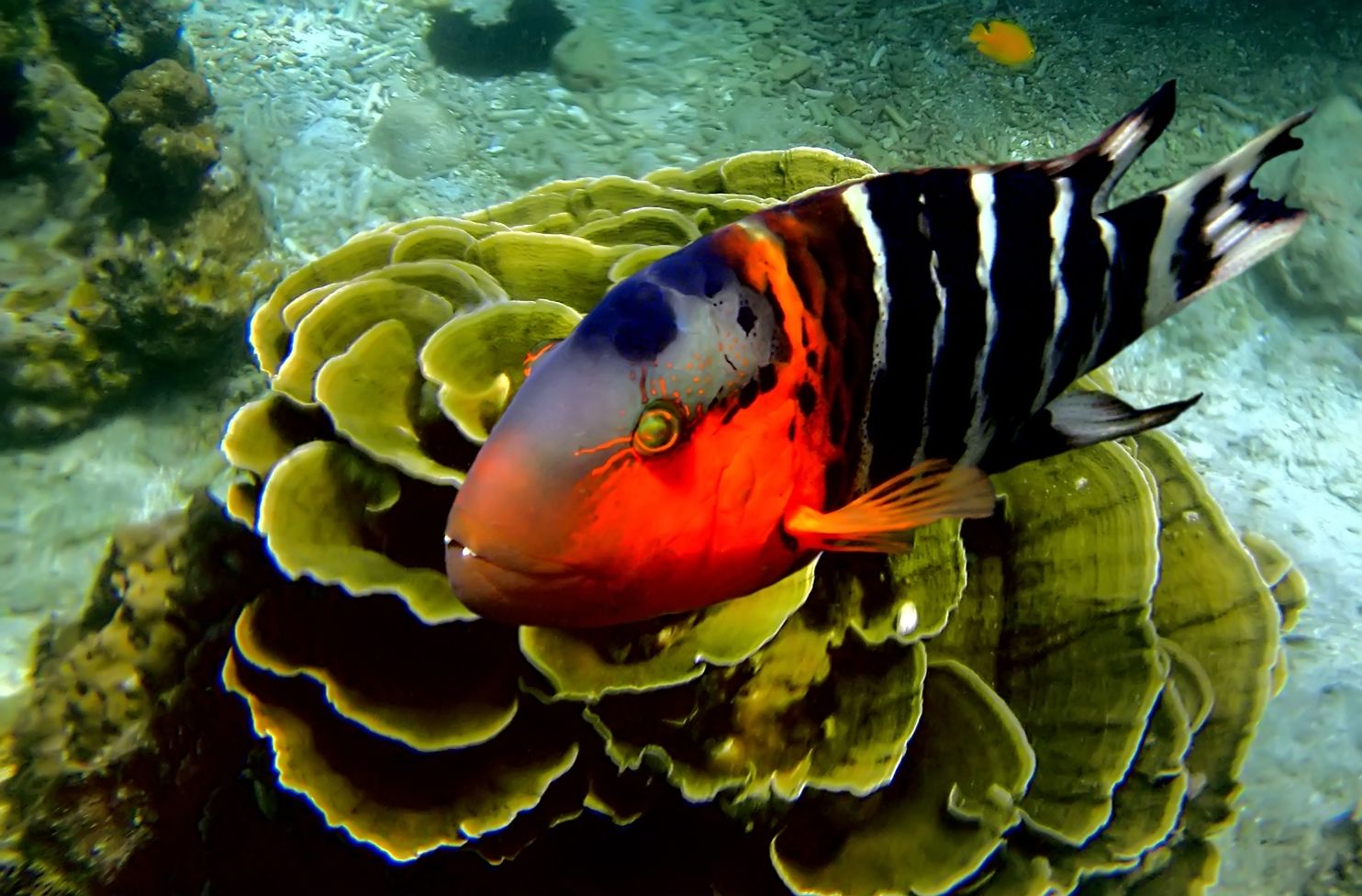 El sexo Nemo; el pez payaso Wakan